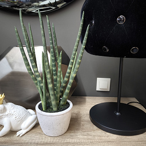 Искусственный цветок Sanseveria L177Adriani&Rossi.