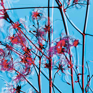 Итальянская картина Cielo Azzuro. Фактурная штукатурка на алюминии. ED-006 Художник Enrico de Luigi