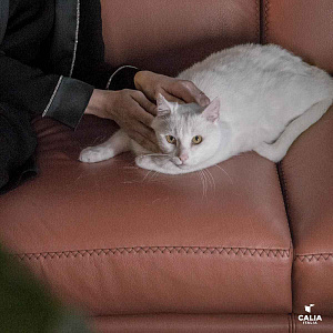 Диван итальянский кожаный Elisir  Calia Italia Италия с регулируемой спинкой на тонких ножках