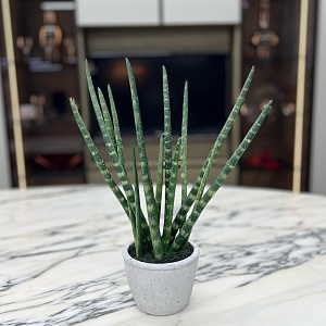 Искусственный цветок Sanseveria L177
Adriani&Rossi.