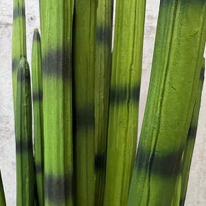 Предмет декора  цветок Sanseveria L183.
Adriani&Rossi.