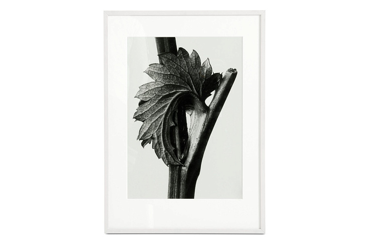  Canadian Burnet , фото № 1