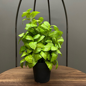 Искусственный цветок Basilico  L151 Adriani&Rossi Италия