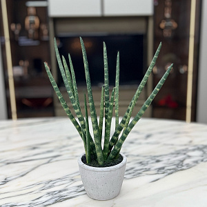 Искусственный цветок Sanseveria L177
Adriani&Rossi.