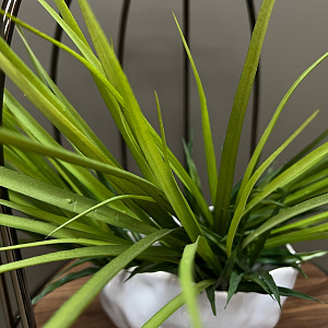 Ваза Ciotola Well Media Q199