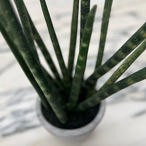 Искусственный цветок Sanseveria L177
Adriani&Rossi.