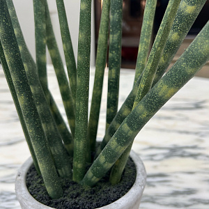 Искусственный цветок Sanseveria L177
Adriani&Rossi.