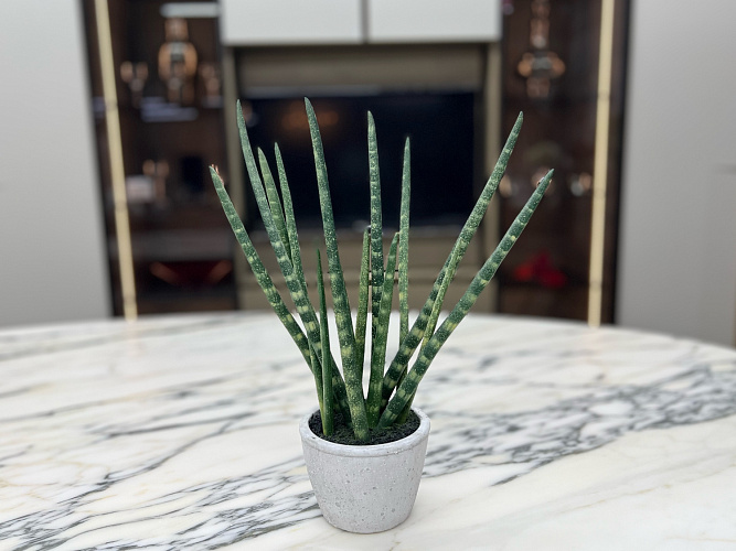  Искусственный цветок Sanseveria L177
Adriani&Rossi. , фото № 1