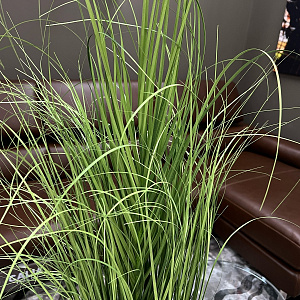 Искусственное растение для дома  Erba Gatta H90 см Adriani&Rossi Италия