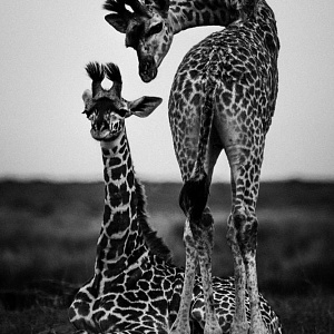 Картина итальянская. Жирафы. Фактурная штукатурка на алюминии ART LB-003  Художник Laurent Baheux.