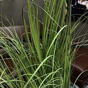 Искусственное растение Erba Gatta H90 см