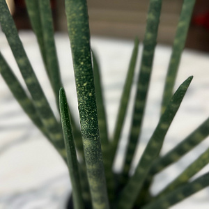 Искусственный цветок Sanseveria L177
Adriani&Rossi.