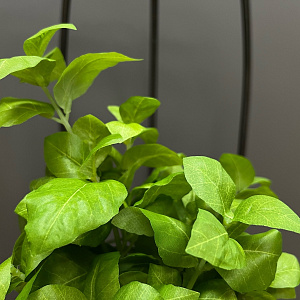 Искусственный цветок Basilico  L151 Adriani&Rossi Италия