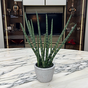 Искусственный цветок Sanseveria L177
Adriani&Rossi.